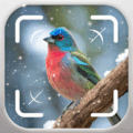 Bird Identifier: Birding